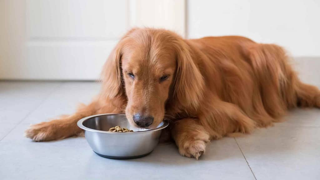 how to give wet food to dogs