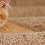 How Long Can Wet Cat Food Sit Out Before Going Bad How Long Can Wet Cat Food Sit Out Before Going Bad