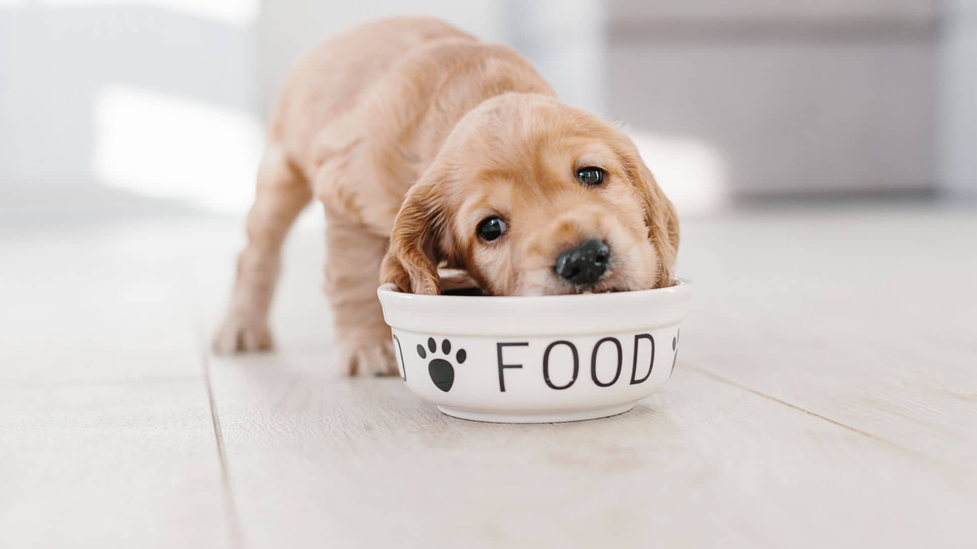 is wet food good for puppies