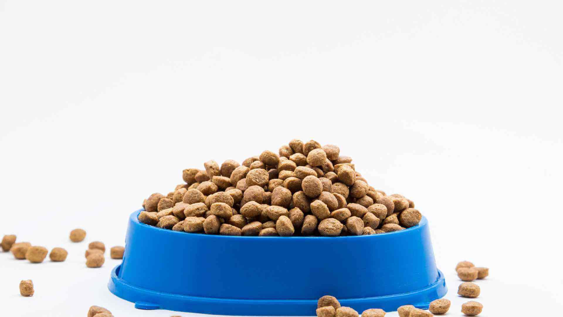keep ants out of cat food