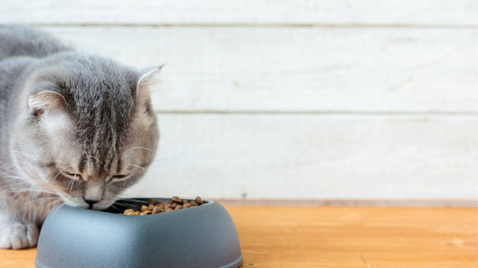 Are meat by products bad for cats?