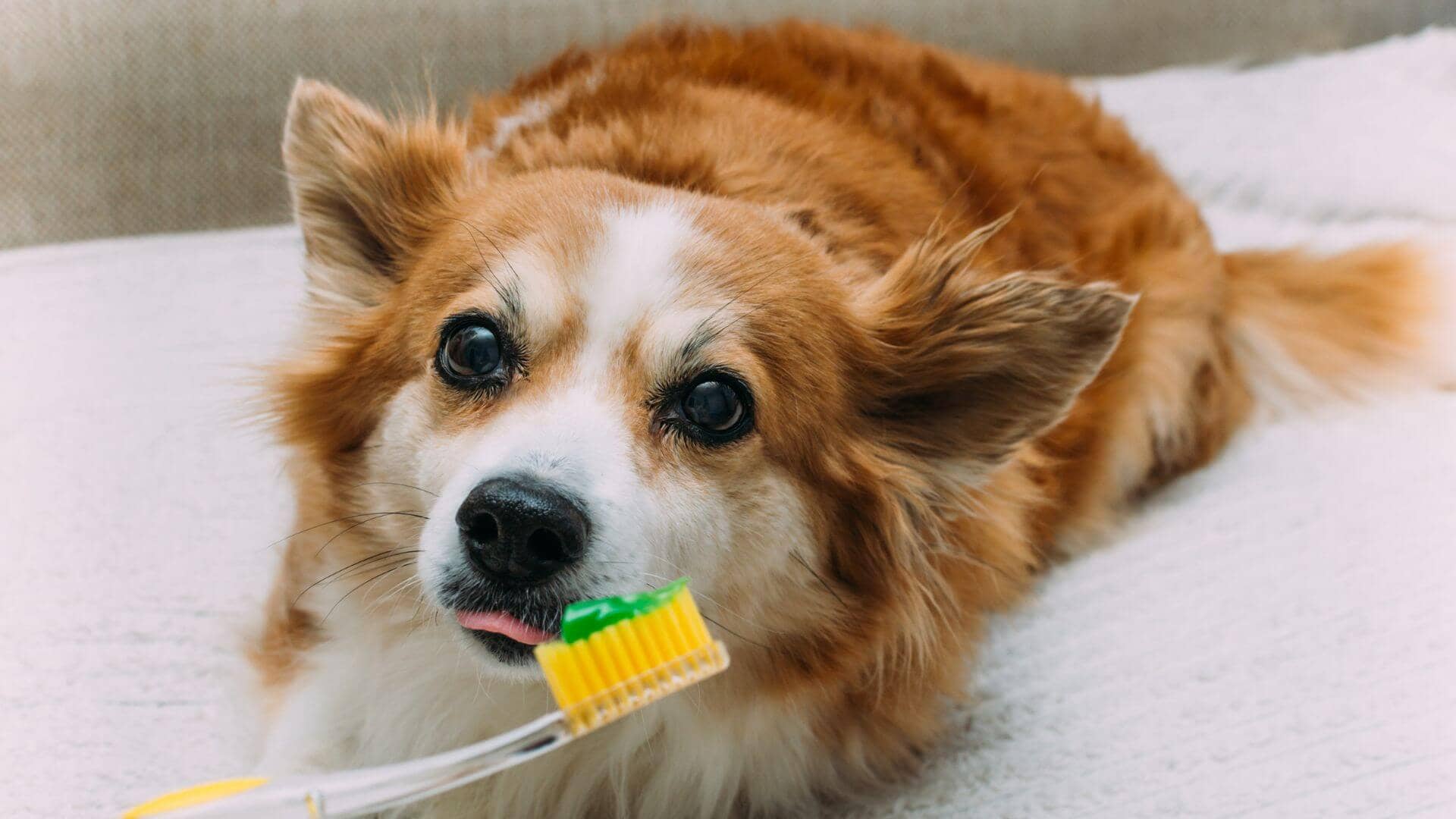 How to clean dog teeth naturally