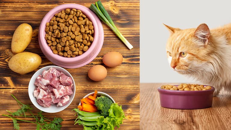 Best meat content in cat food