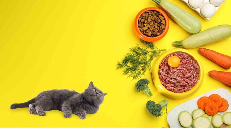 Ingredients of cat food