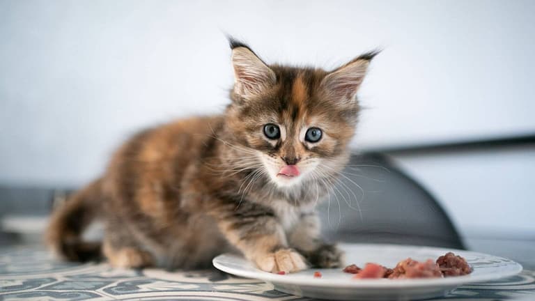 Can kittens eat adult cat food?