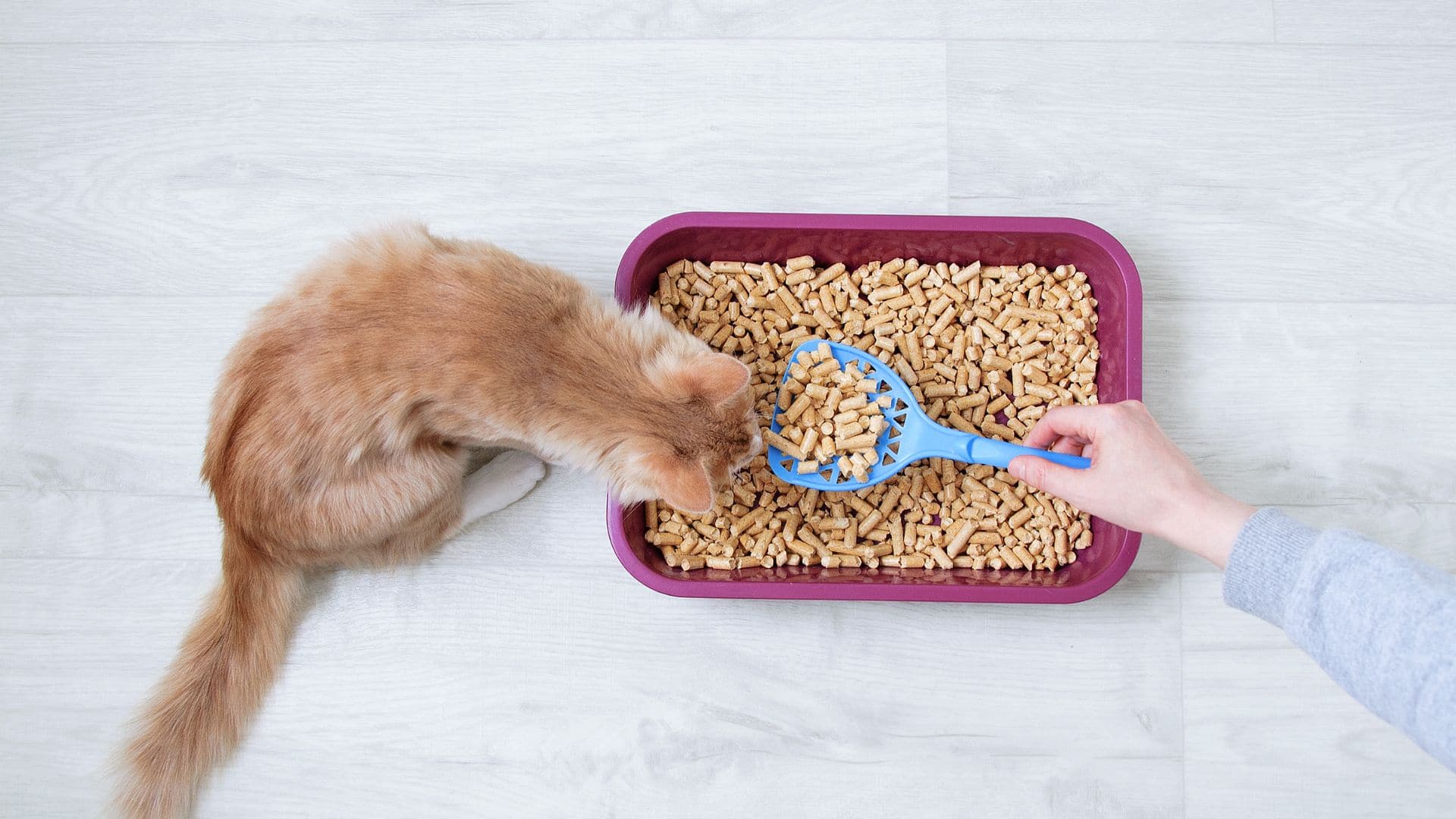 5 Commonly Used Types Of Cat Litter Make The Right Choice(2023)
