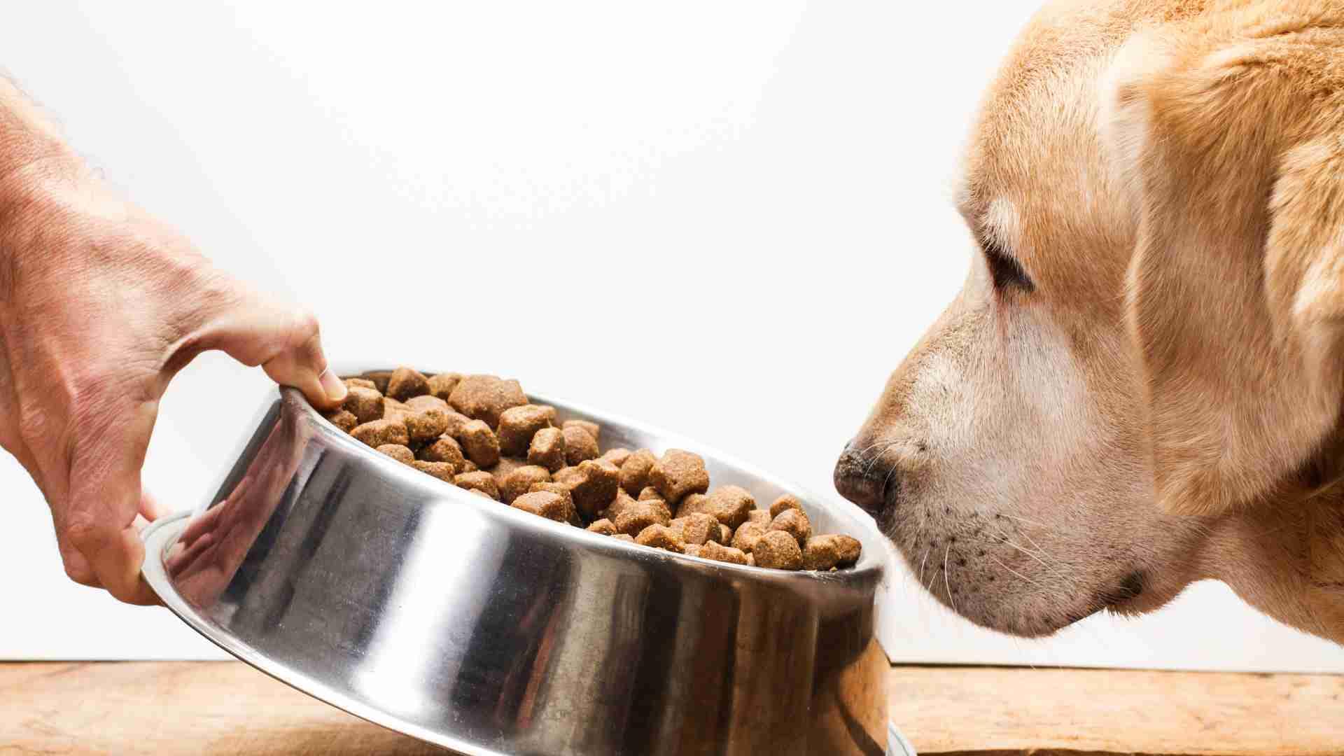 How To Soften Dry Dog Food For Senior Dogs(7 Delicious Tips)