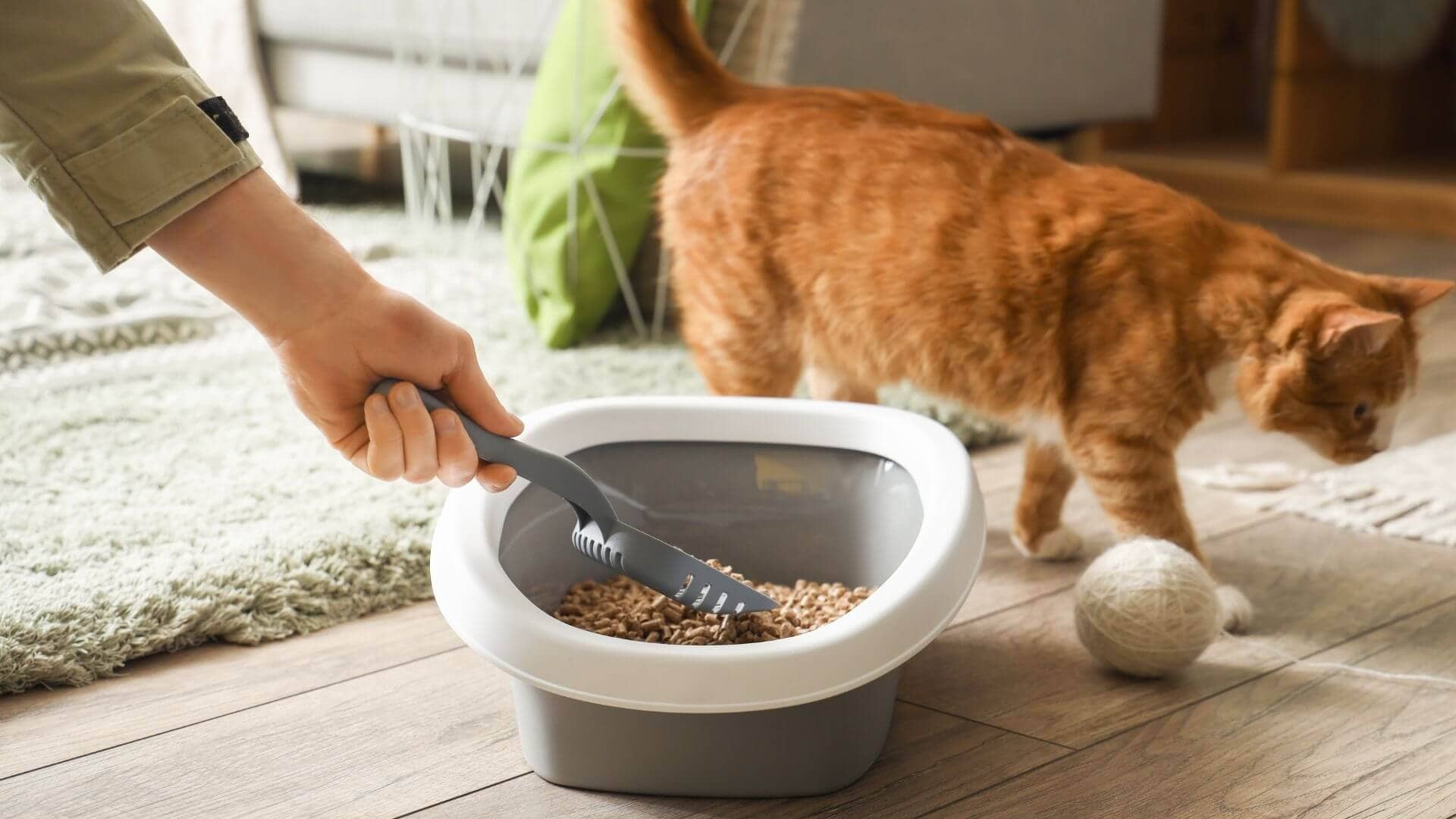 cat litter in litter box