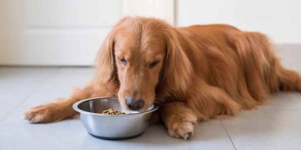 how to give wet food to dogs