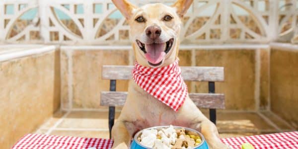 can dogs eat wet food everyday?