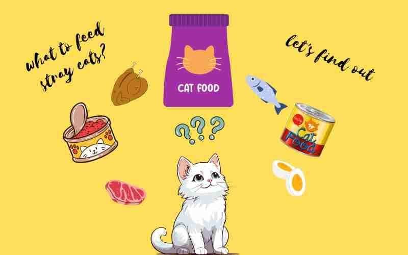 what to feed stray cats